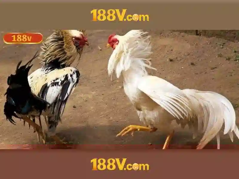 Giao diện nhà cái hoàn hảo